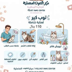 عناية القطط